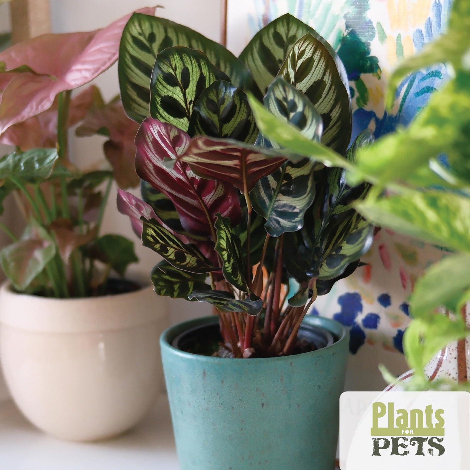 Essential Houseplant Collection 4PK Live Plants Indoor Plants Live Houseplant…