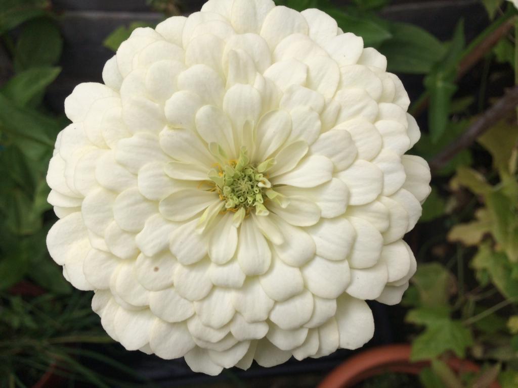 ZINNIA Elegans Flower Seeds * PUMILA MIX * Dahlia Bouquet Heirloom Seed Pick Qty