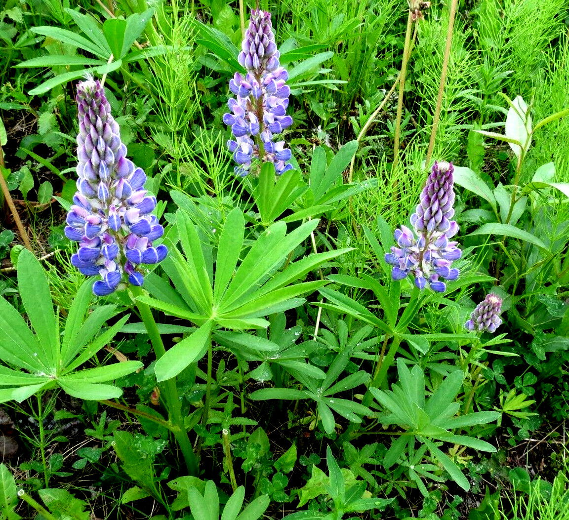 Alaska Wildflower Flower Seed Mix – 5000+ Seeds – Special Mix From Denali Area