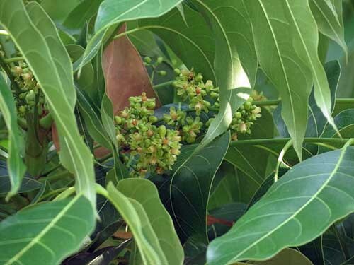 Swietenia macrophylla | Honduras Mahogany | Sky Fruit | 10 Seeds