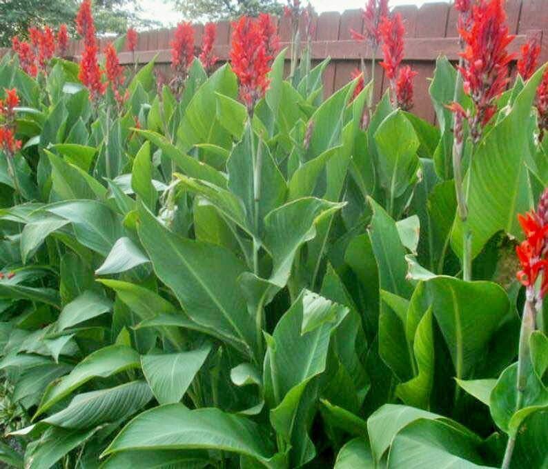 Lot Of (10)Canna Bulbs Red Jumbo Plants 6′–8′ Green Leaf 2024 Bulbs Ships FREE
