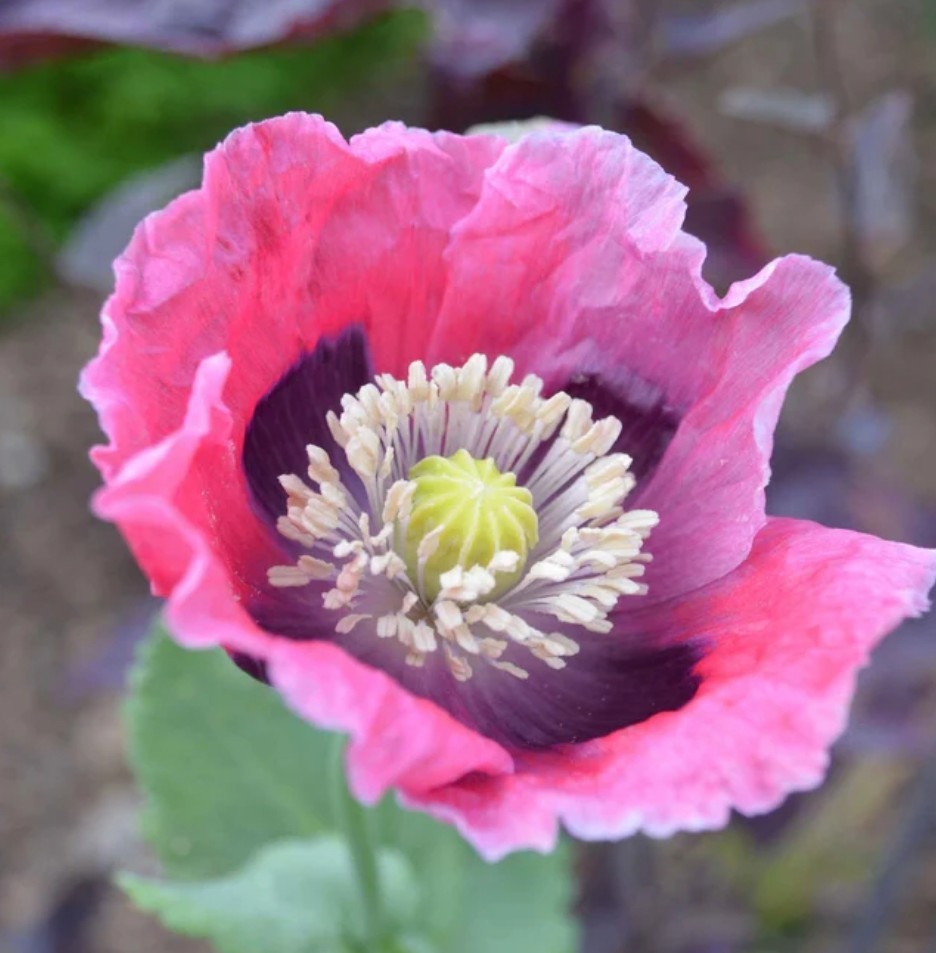 400+ Pepperbox Poppy Seeds **Fresh Seeds** ~~Free Shipping~~