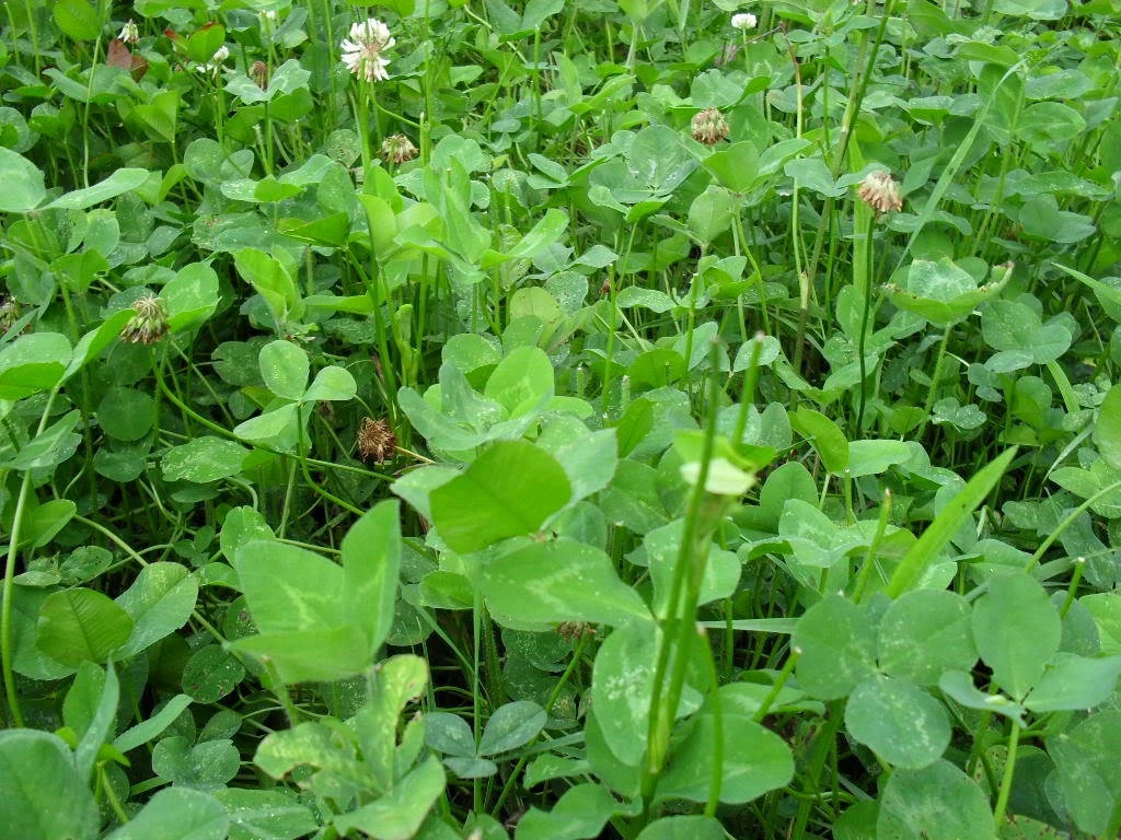 LADINO CLOVER SEEDS 5 LB. High Protein Cover Crop