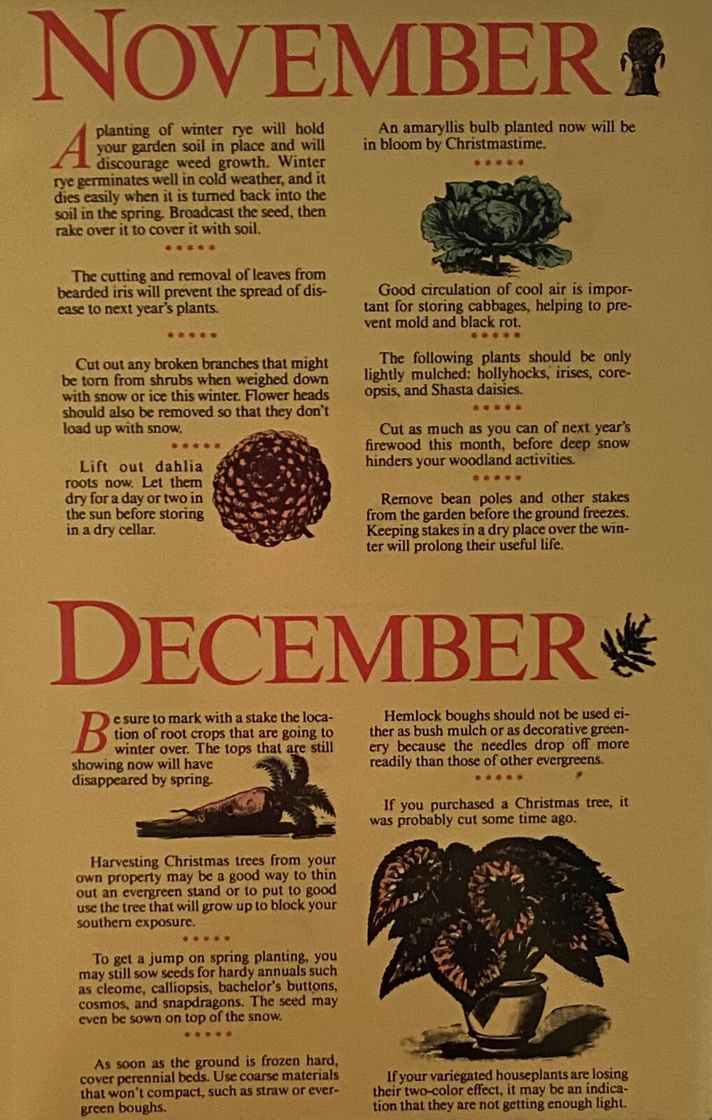 OLD Farmer’s Almanac Horoscopes Metal Tin ROSE OF SHARON SEEDS 9 X 5 TIN W/Seeds