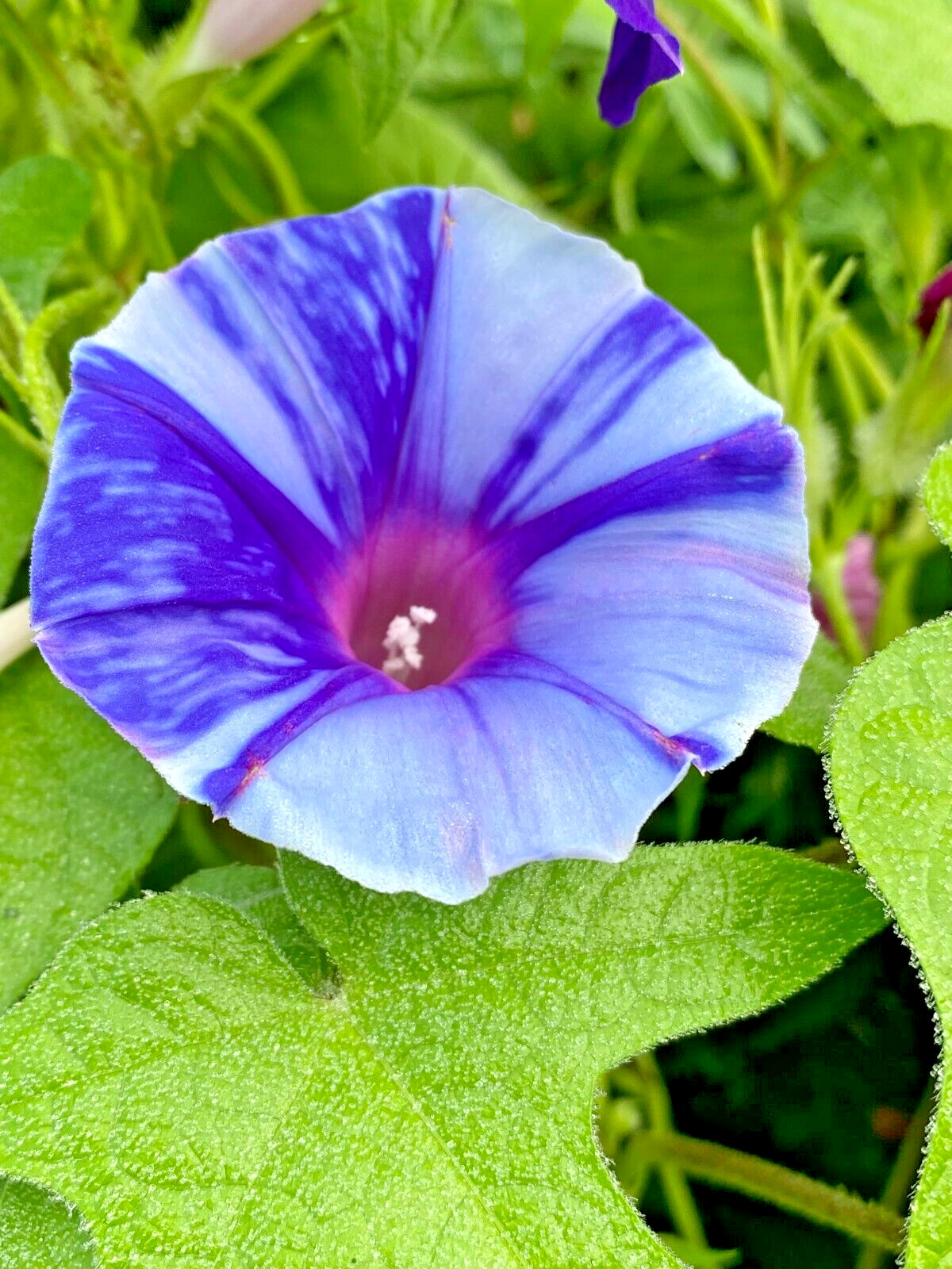 ‘SORA’ Japanese Morning Glory – 8 Seeds-Blue Blizzard Flowers