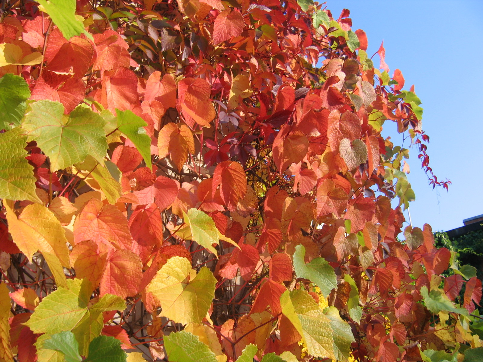 Amur Grape, Vitis amurensis, Vine Seeds