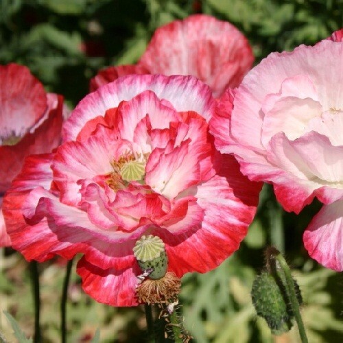 20,000+ Mixed Doubles Shirley Poppy Seeds Organic, Stratified, Non-GMO Seeds
