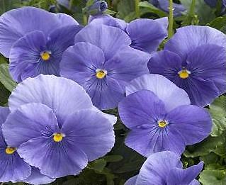 Pansy Magnum Blue-Clear 250 seeds