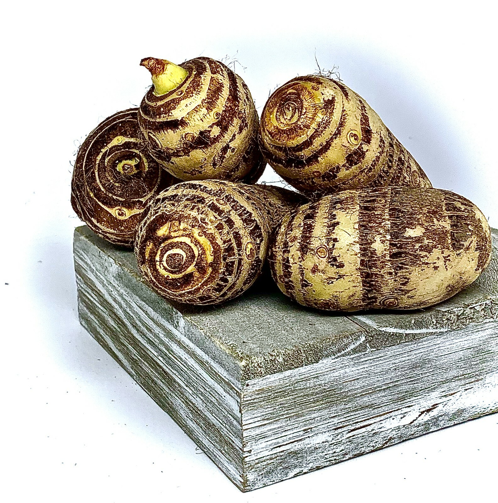 Taro Root Elephant Ear (5) Bulbs