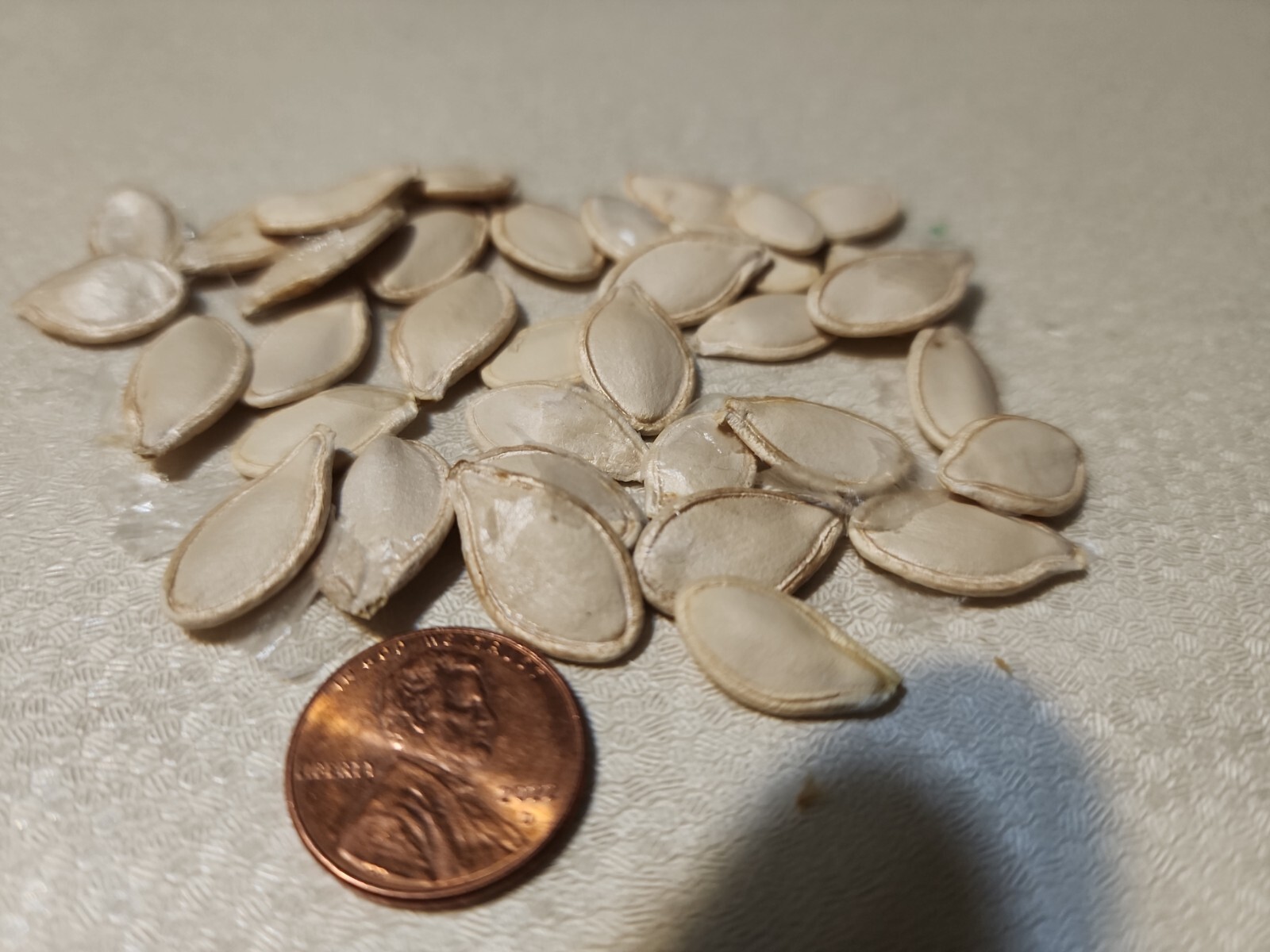 Sugar Pie Pumpkin Seeds Non-GMO Heirloom easy to grow pumpkin plant (24 Seeds)