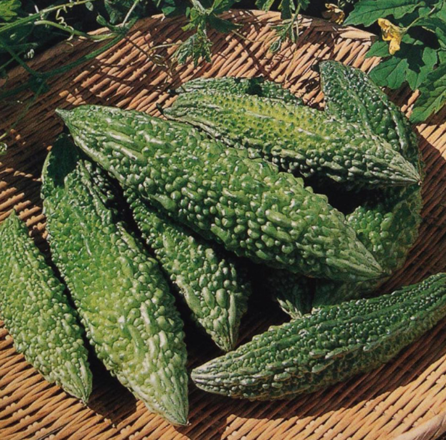 Hybrid Asian Bitter Gourd Seeds – Long Fruit Fat Type – 2g per Pack – Khổ Qua Mỡ