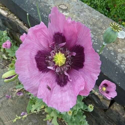 Over 5,000 Organic Giant Hungarian Papavaer Somniferum Poppy Seeds For Planting