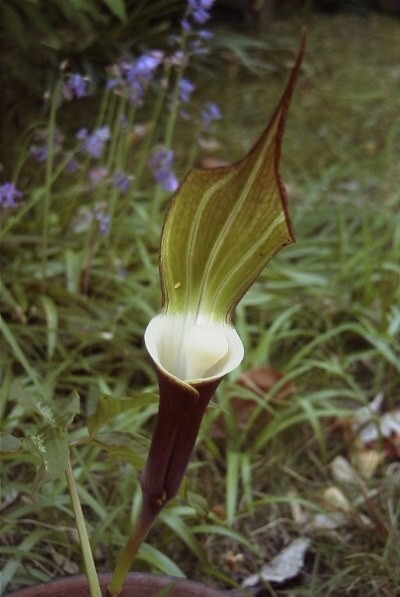 Japanese Jack In The Pulpit – Arisaema Sikokianum SEED POD. Super RARE.