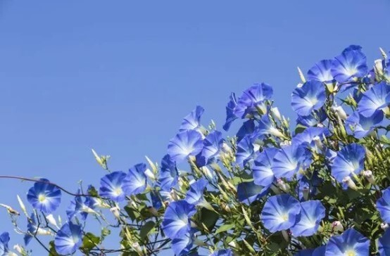 10 MORNING GLORY Seeds Heavenly Blue Ascending Vines Bell Flower Climbs Zone3-10