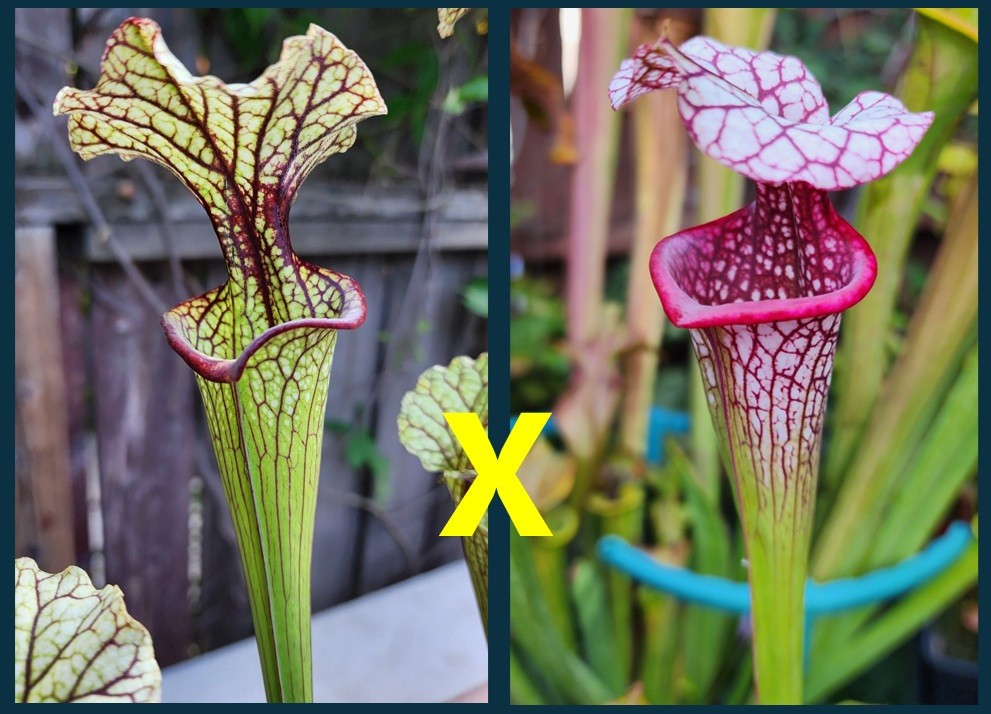 2025 SARRACENIA SEEDS: (LEUCO CRONUS HYBRID) X CAITRIN CLAIRE [CP SEED]