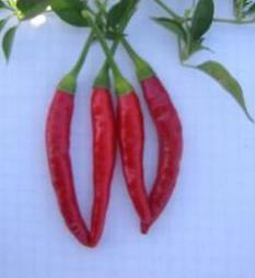 Pepper Hot Red Hot Chili 250 seeds
