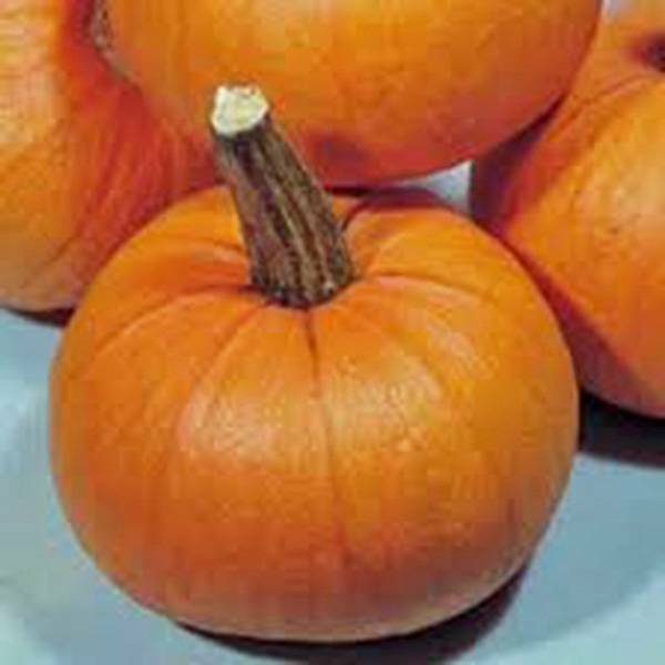 PUMPKIN SEED, SMALL SUGAR, HEIRLOOM, NON GMO, 100 SEEDS, SMALL PUMPKINS