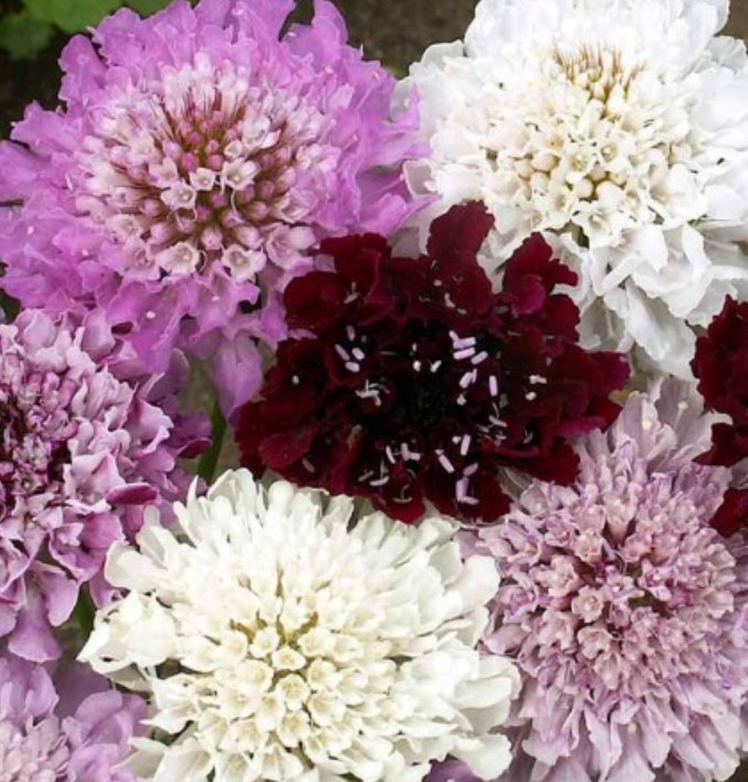 Scabiosa Pincushion Flower IMPERIAL MIX Tall Double Dried Everlasting 200 Seeds