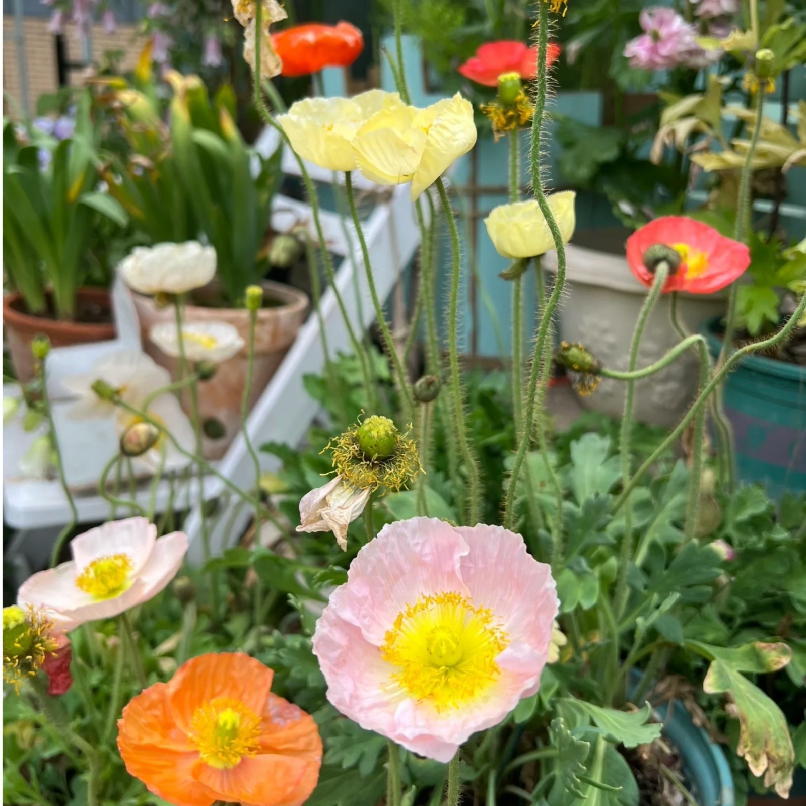 1000 Iceland Poppy Seeds Mixed Colors – Papaver nudicaule for Pots & Gardens