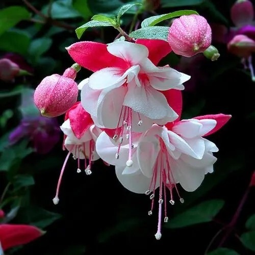 Lantern-Physalis Alkekengi-MIX succulent-32 seeds