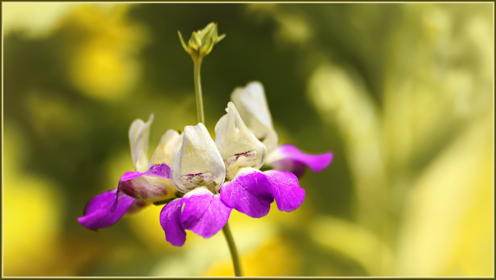 500 CHINESE HOUSES Seeds (Collinsia heterophylla) | NON-GMO | Free shipping