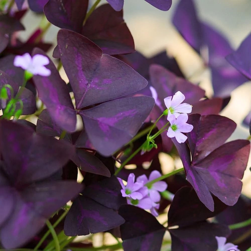 12 Pack Purple Oxalis Triangularis Bulbs for Outdoor Gardens & Containers