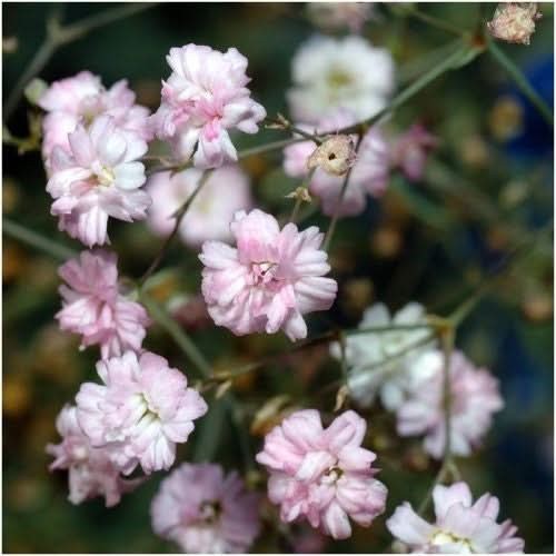 Pink Baby’s Breath Seeds For Planting (Gypsophila elegans)