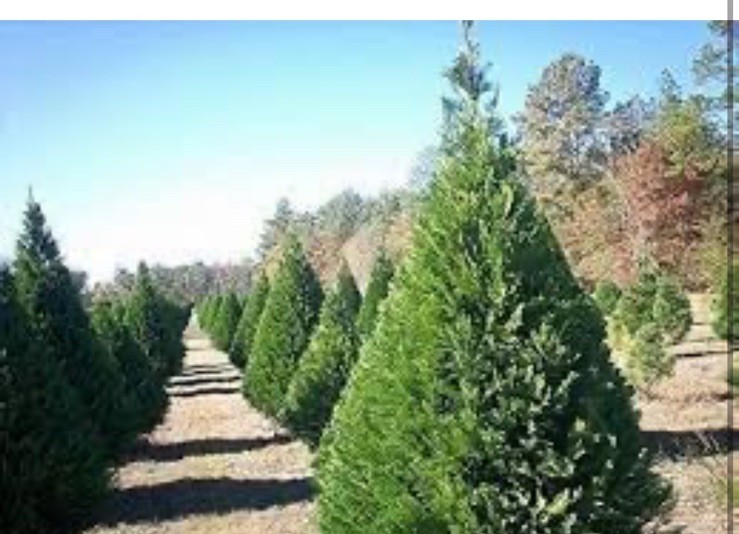 Eastern Red cedar, Juniperus virginiana, Tree Seeds (Evergreen) 1000 Seeds