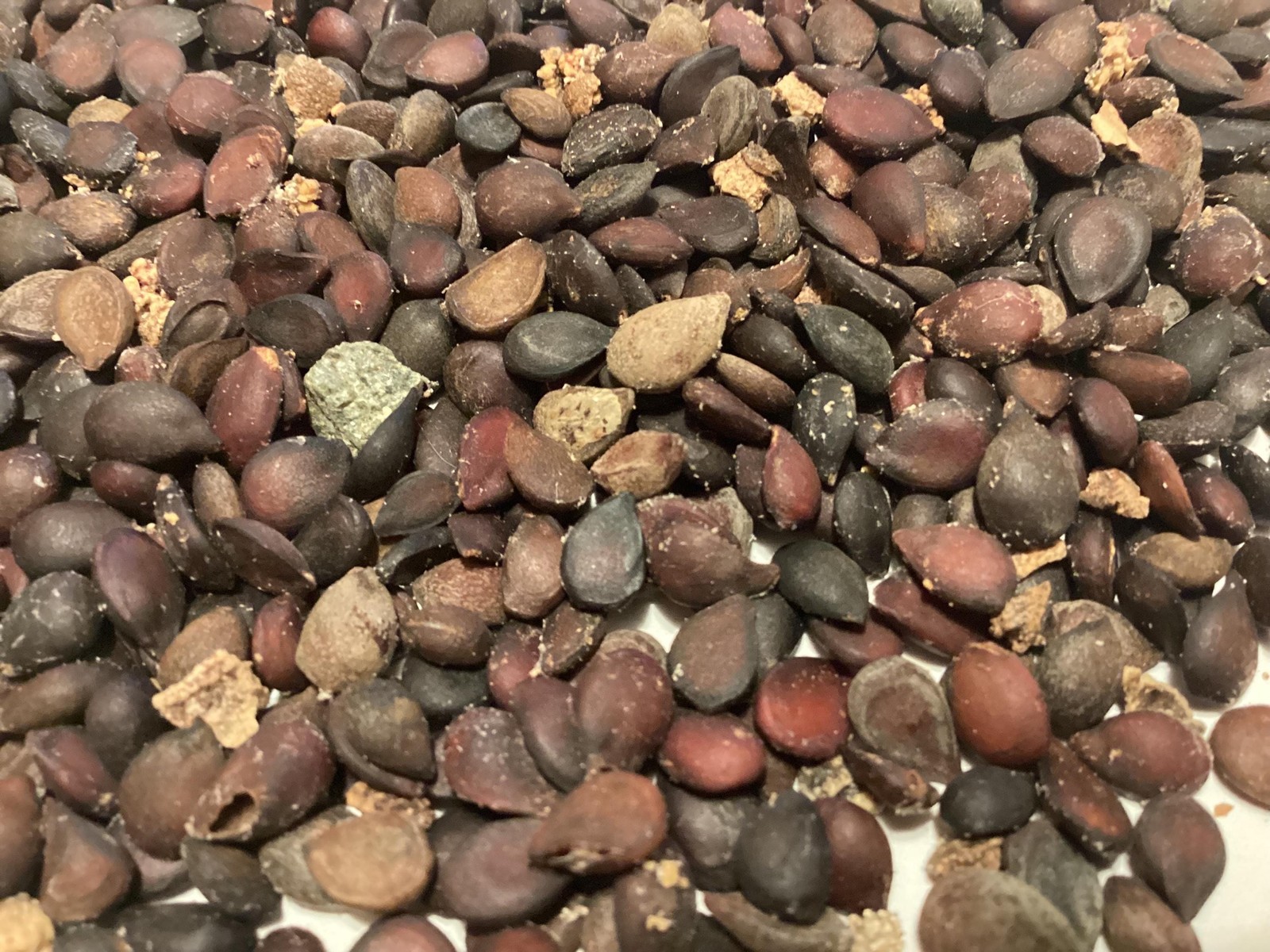 Asian Pear Tree Seeds (Pyrus Pyrifolia) Chinese Sand Pear