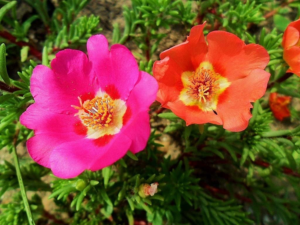 Purslane Large Flower Seed Mix Portulaca Grandiflora Rose Moss Succulent Seed…