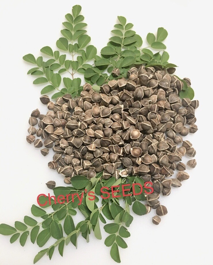 100+ SEEDS Organic Moringa | Malunggay SEEDS for Planting