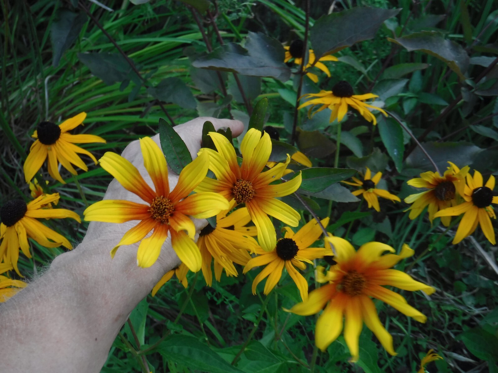 Heliopsis, Burning heart, perennial 15 seeds