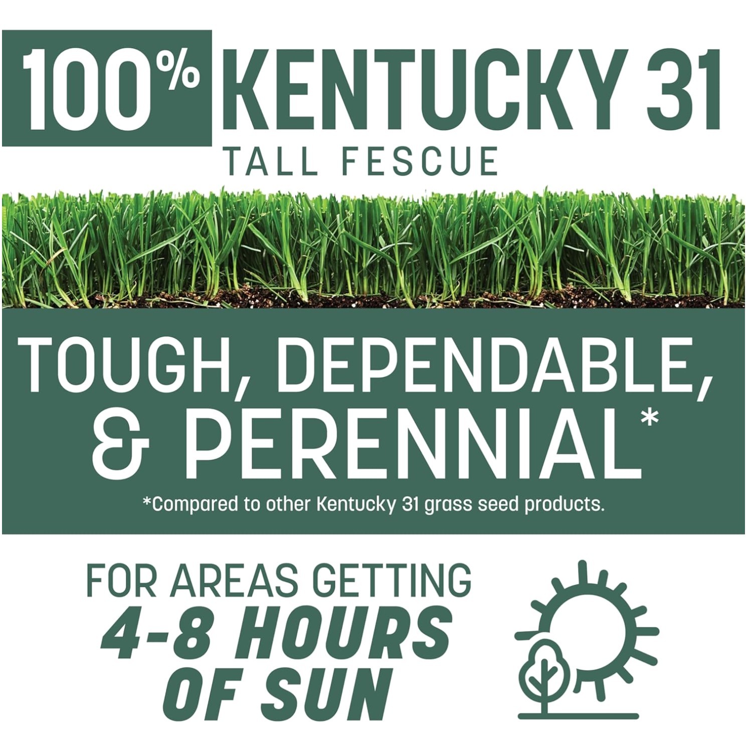 Kentucky 31 Tall Fescue – Industry Standard Lawn Seed