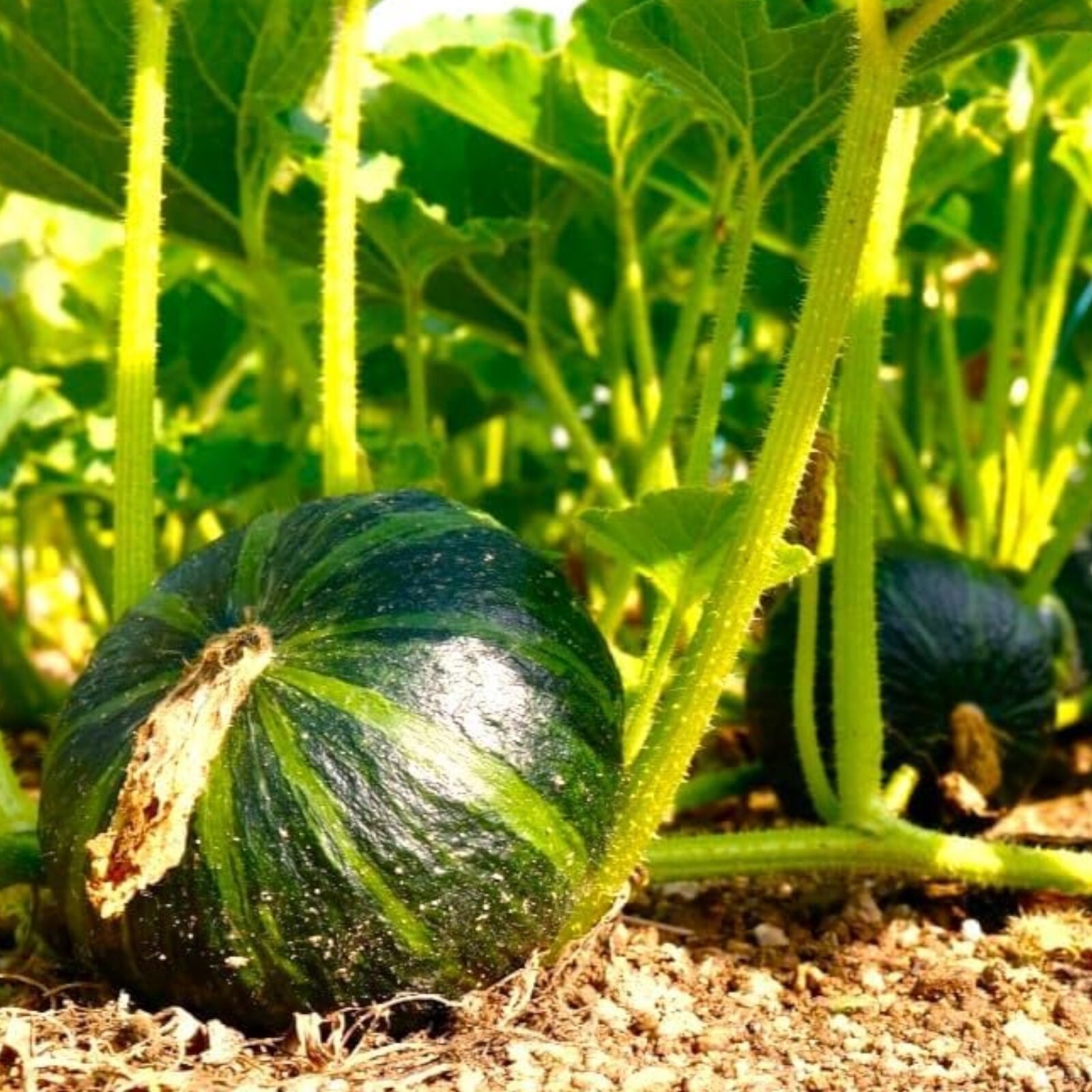 15pcs Kabocha Squash Seeds Japanese Green Pumpkin Variety for Outdoor Vegetable