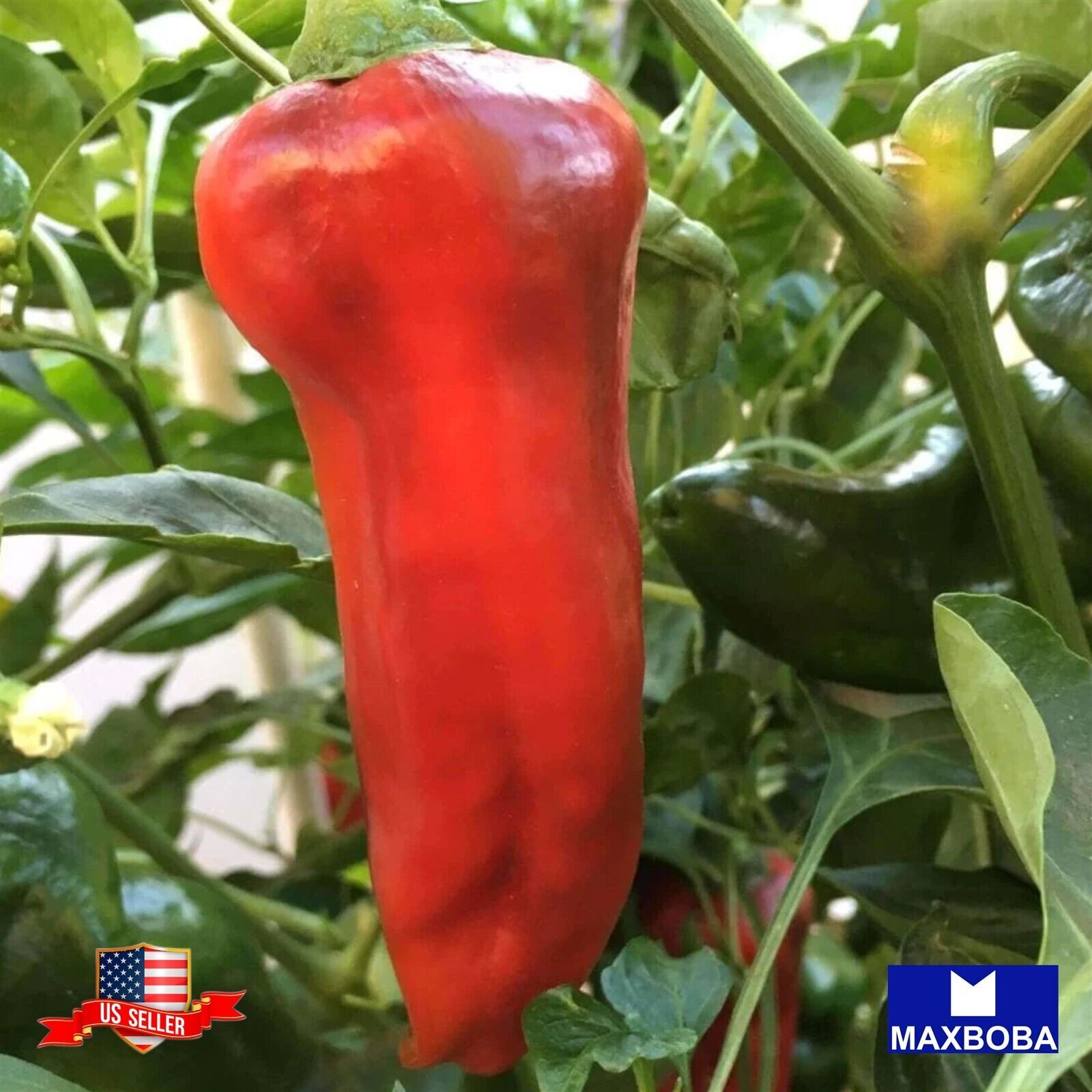 90 Pepper Seeds Sweet – Corno Di Toro – Rosso Non-GMO Heirloom BOGO 50% OFF