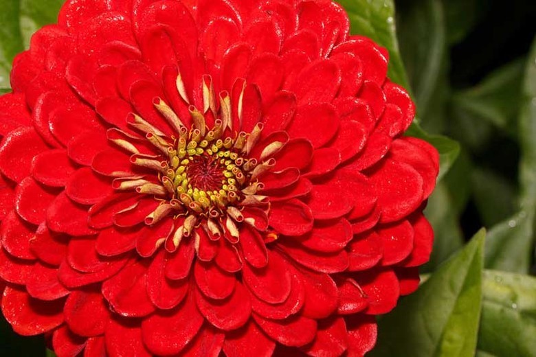 300+GIANT DAHLIA ZINNIA MIX Seeds Cut Flowers Summer Garden Container Fast Easy