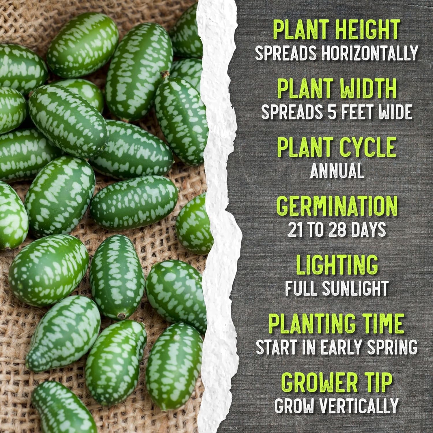Delicious & Fun Cucamelon Seeds – Grow Mini Watermelons – 1 Pack of 30 Seeds