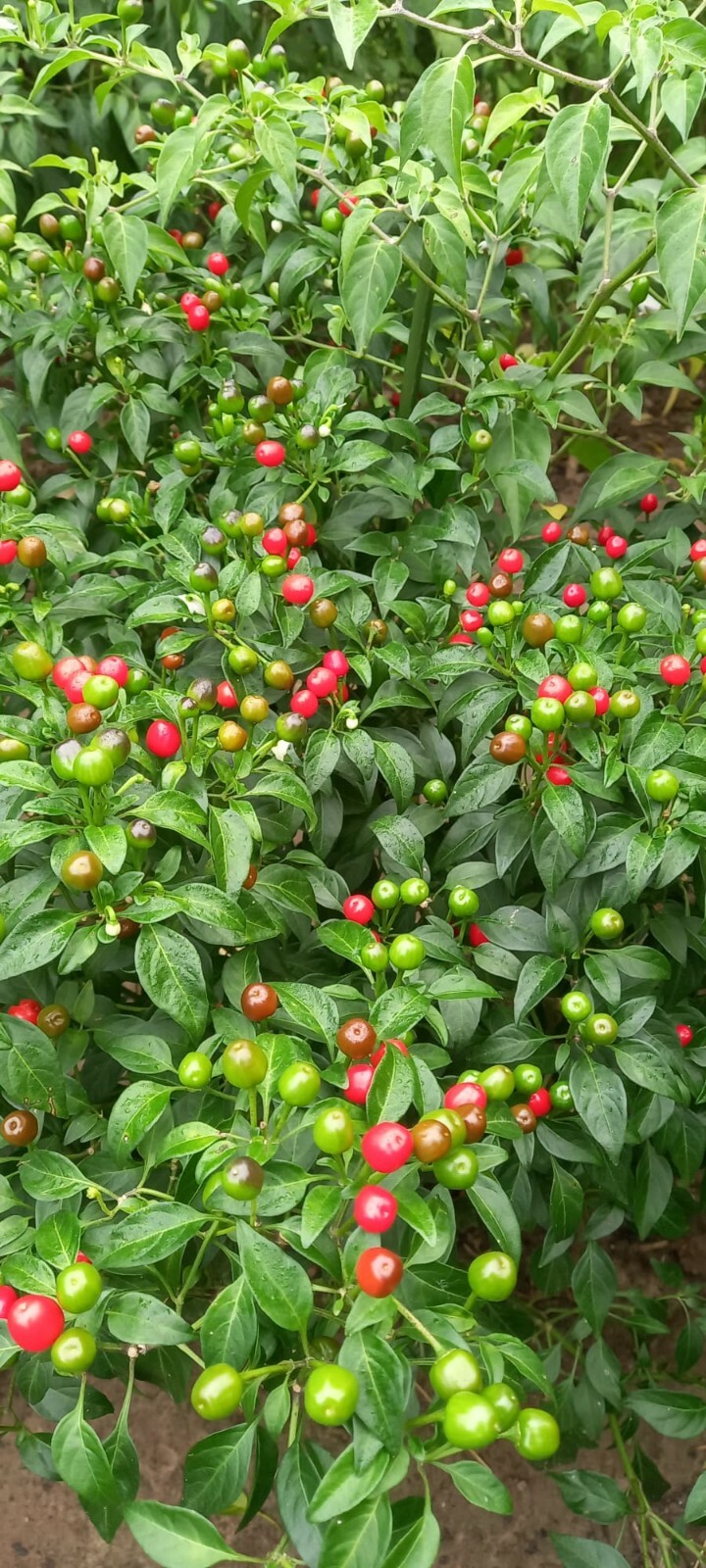 [FREE SHIPPING] 15+ Fresh Premium Hot Chiltepin (Del Monte) Pepper Seeds