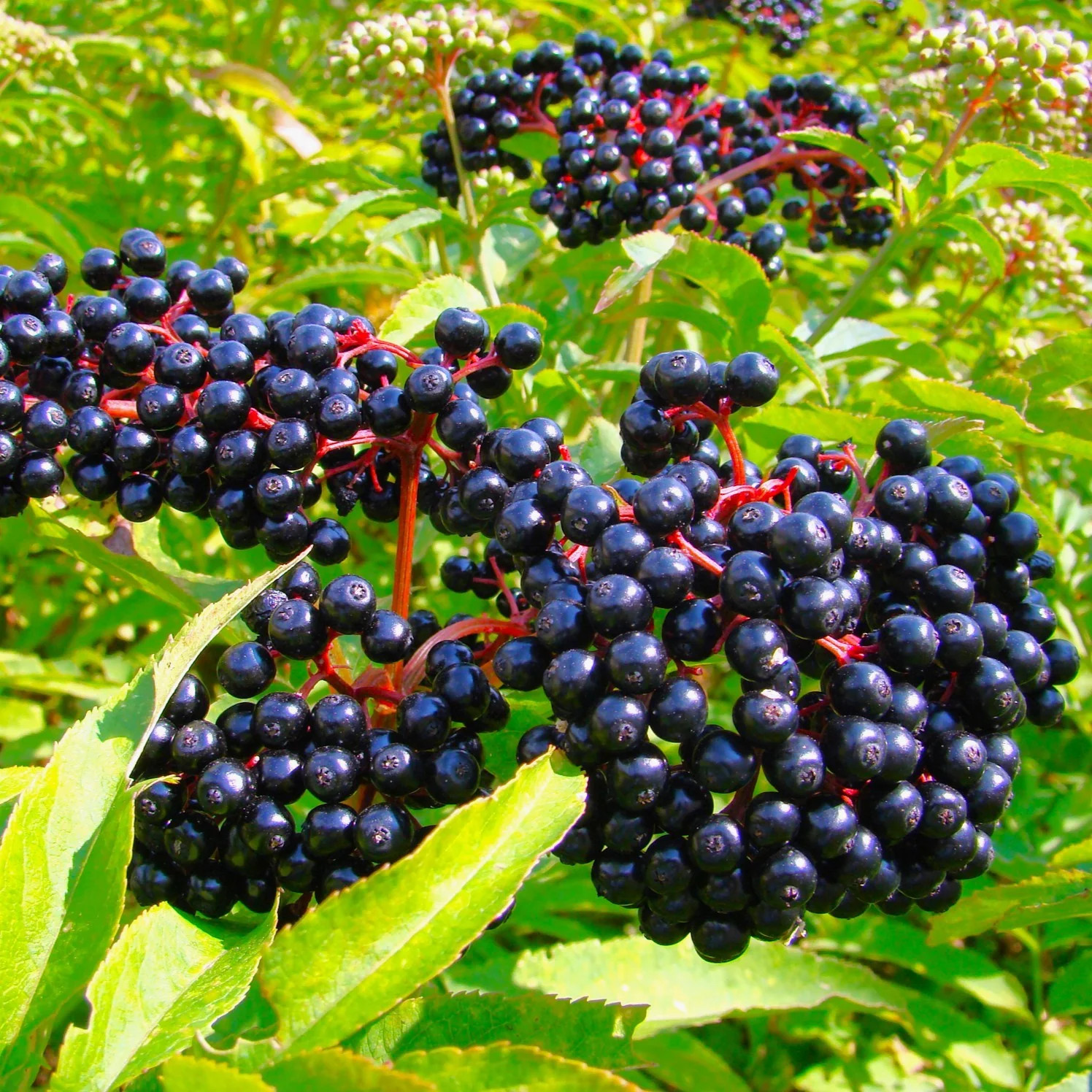 Elderberry Tree Seeds – For 2026 Planting Sambucus Canadensis Elder Sweet Edible