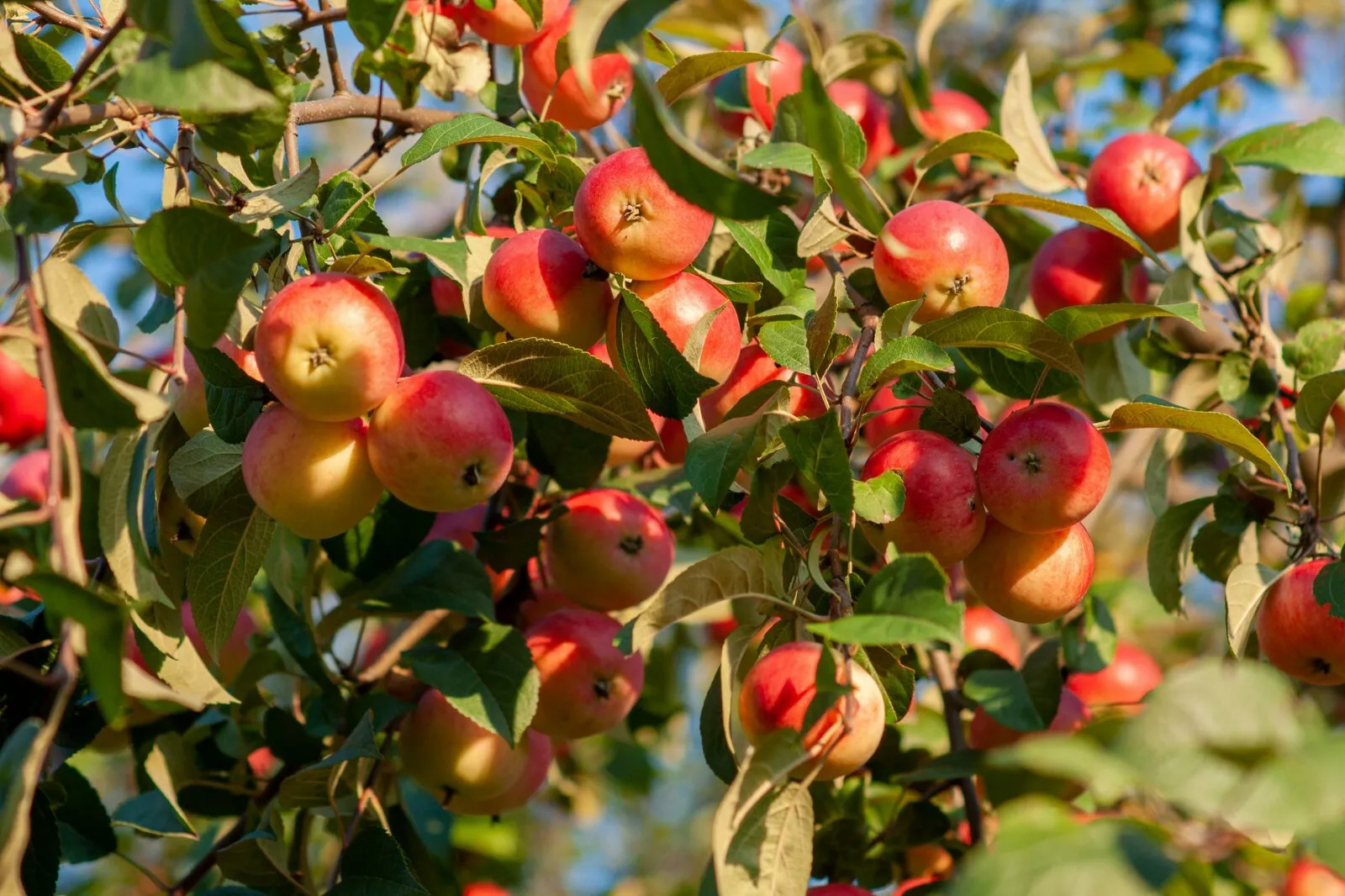 Siberian Crab apple {Malus baccata} Edible | Bonsai |15 SEEDS USA POST