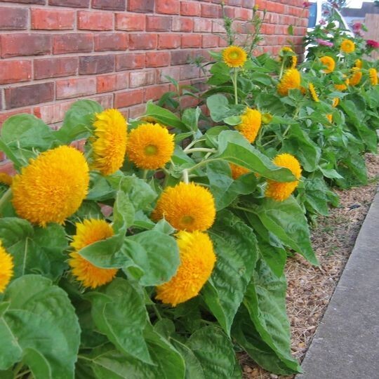 Teddy Bear Dwarf Sunflower Seeds – 50Pcs/pack – Non-GMO Heirloom Blooms