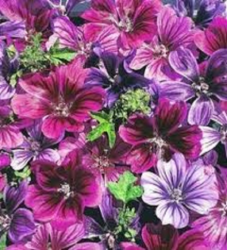 30+ Malva Mystic Merlin Perennial Flower Seeds