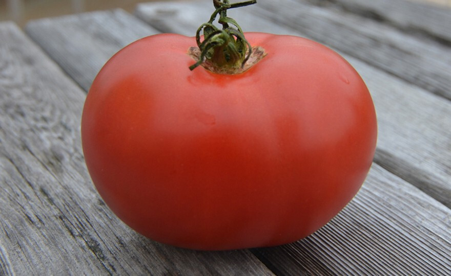 50+ EVA PURPLE BALL HEIRLOOM TOMATO SEEDS – FRESH FOR YOUR VEGETABLE GARDENS