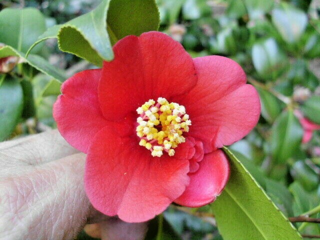 10 KOREAN FIRE CAMELLIA SEEDS – Camellia japonica ‘Korean Fire’ ( To Zone 6 )
