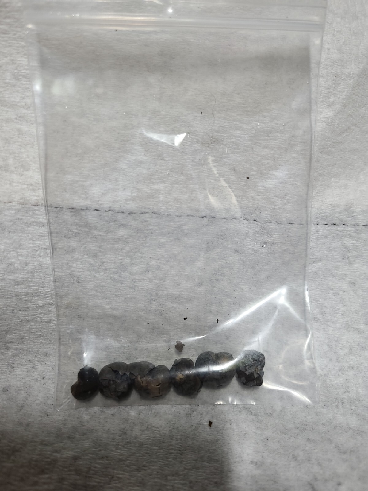 6 Windmill Palm Seeds -Trachycarpus fortunei. MOST COLD HARDY PALM.