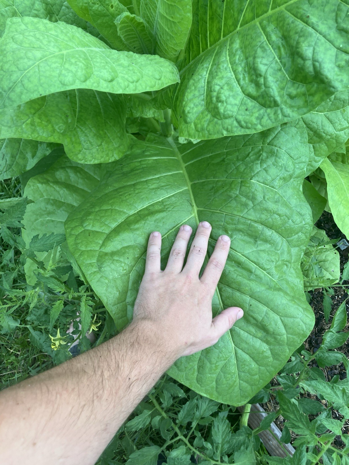 Virgina Gold Tobacco Seeds 3rd Generation Heirlooms with compost tea bags