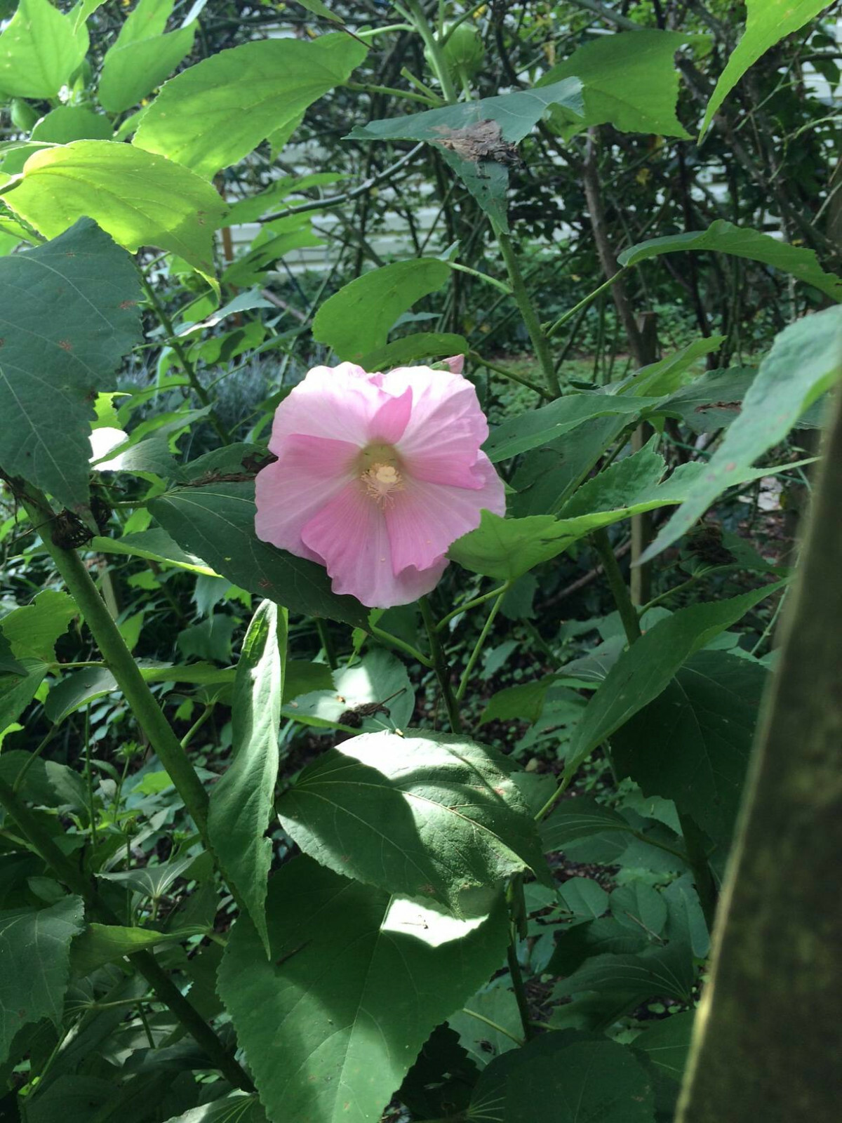 Pastel Pink True Hardy Hibiscus Perennial Flower over 50 seeds USA Home Grown