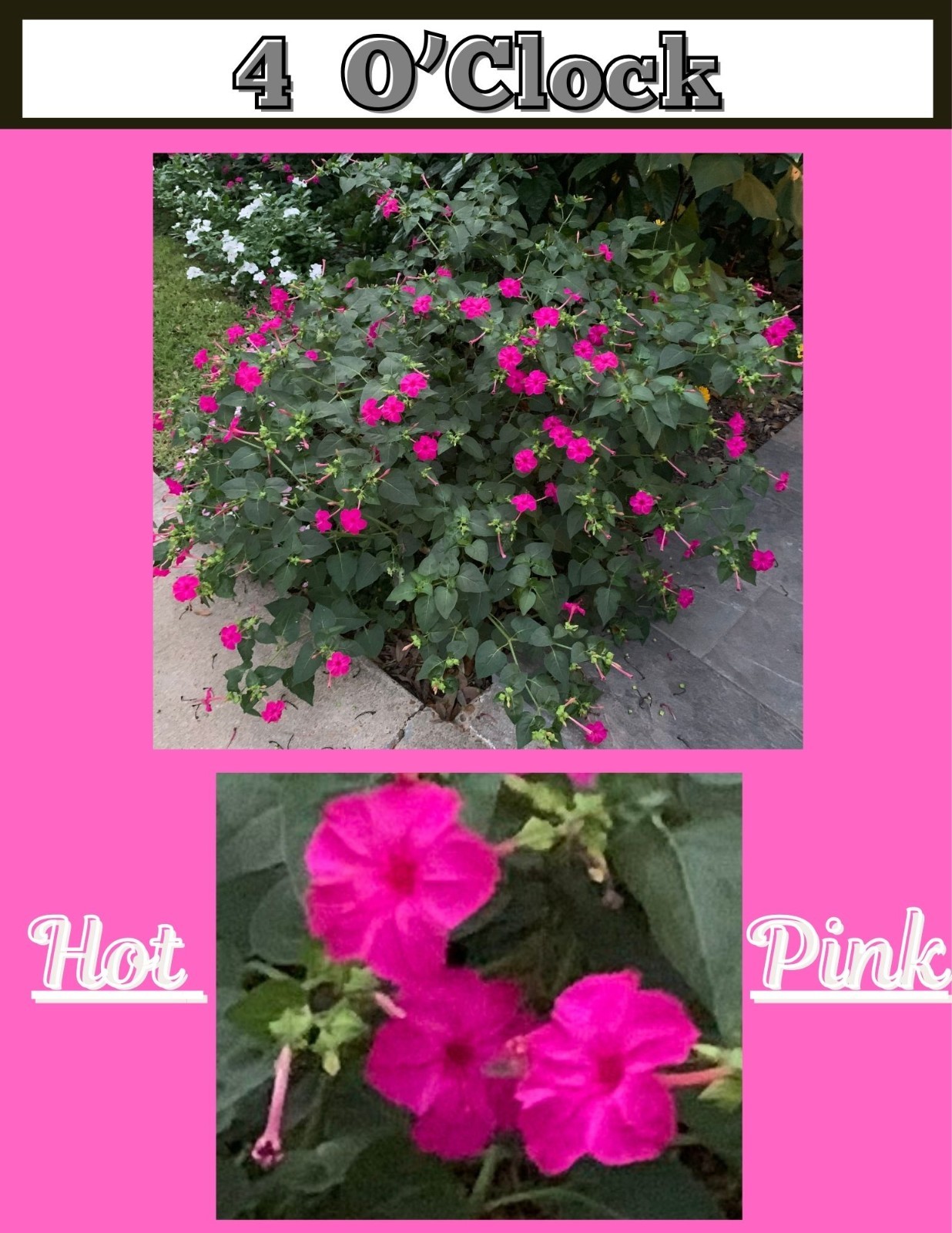 🌺 50+ Hot Pink 4‑O’Clock Seeds – Bright, Fragrant Evening Blooms