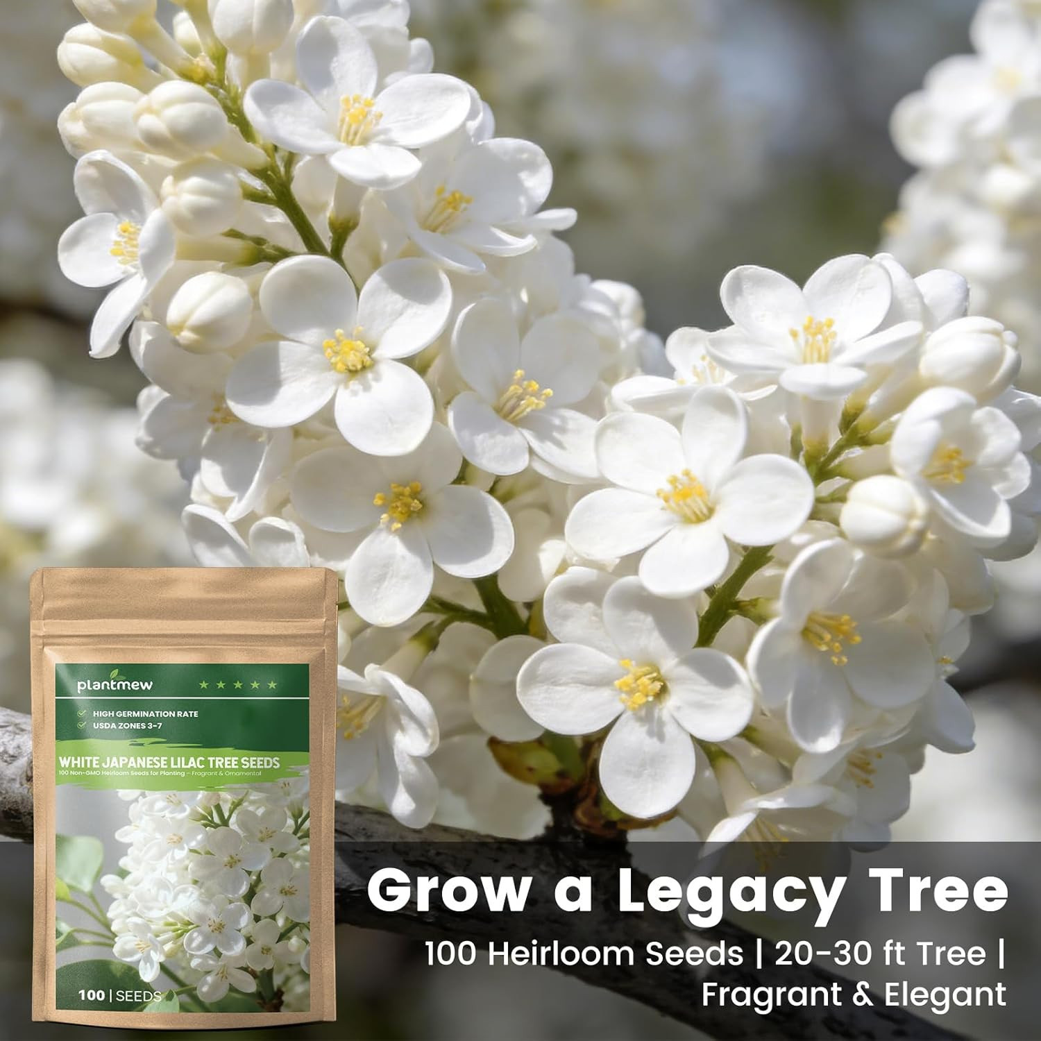 White Japanese Lilac Tree Seeds – 100 Heirloom Seeds for Planting, Fragrant Flow