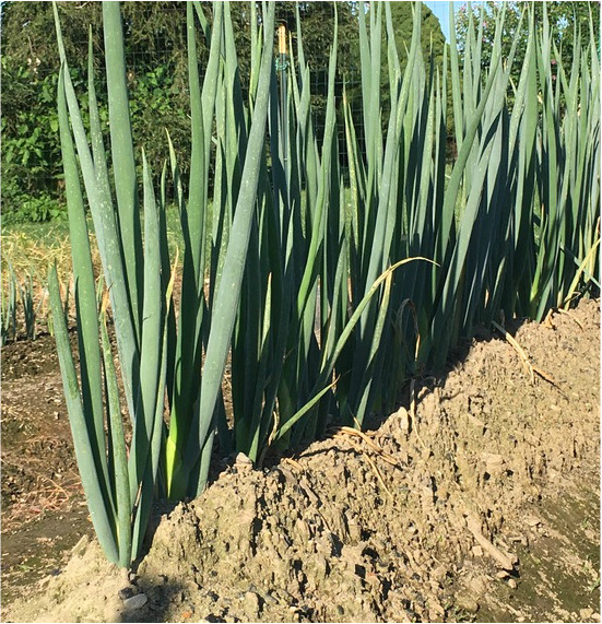 500+JAPANESE Evergreen Bunching GREEN ONION Seeds Welsh Nebuka He Shi Ko 70 Day